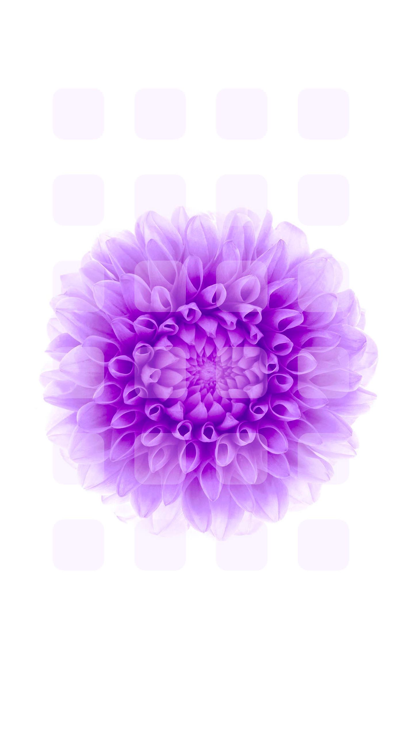 Flower Purple White Shelf Wallpaper Sc Iphone6splus