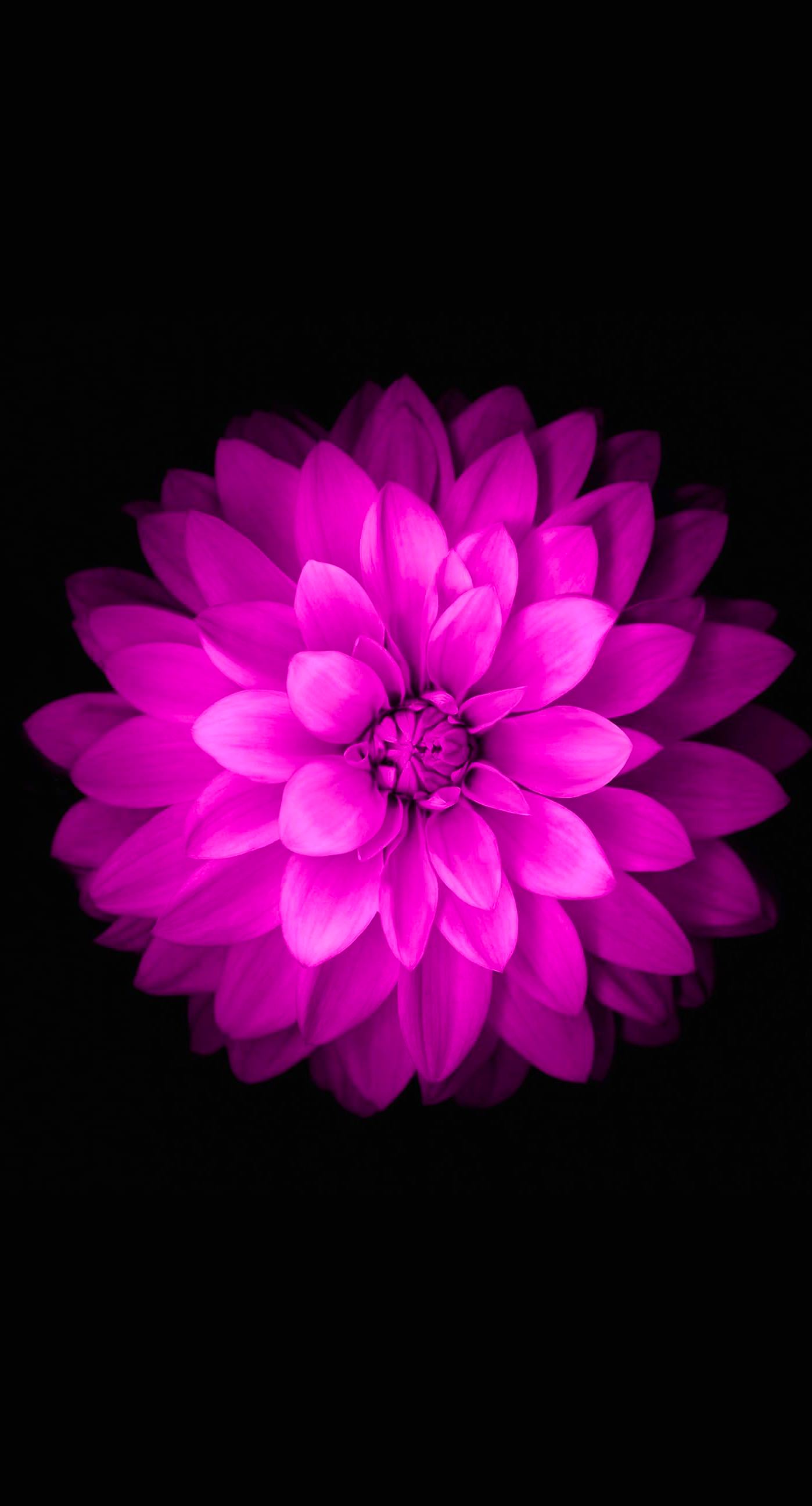 Iphone Purple Flower Wallpaper