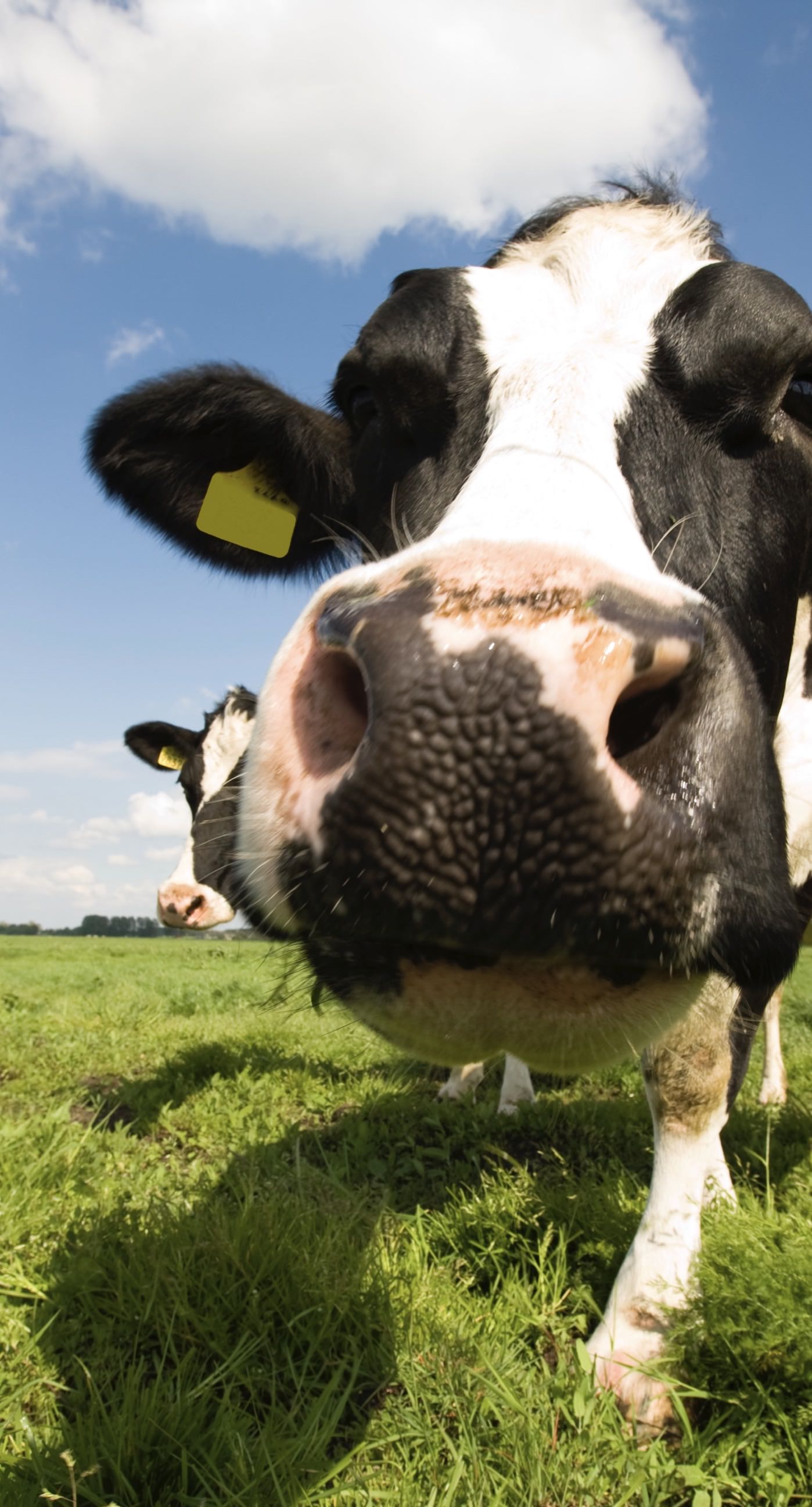 Vaca animales pátina paisaje  iPhone6sPlus