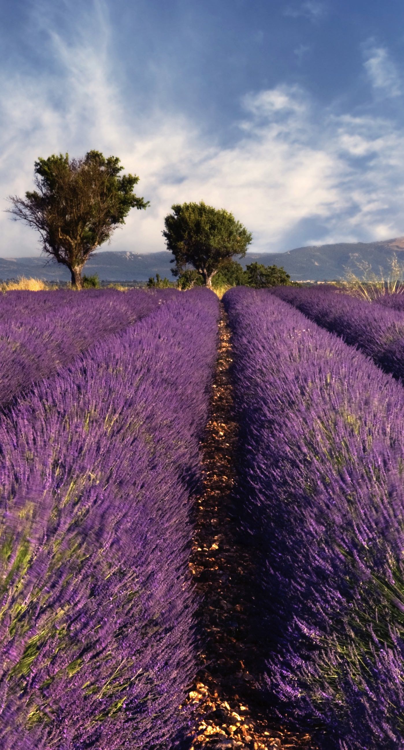 Provence Lavender Field Wall Mural - Royal Purple Floral Wallpaper Art