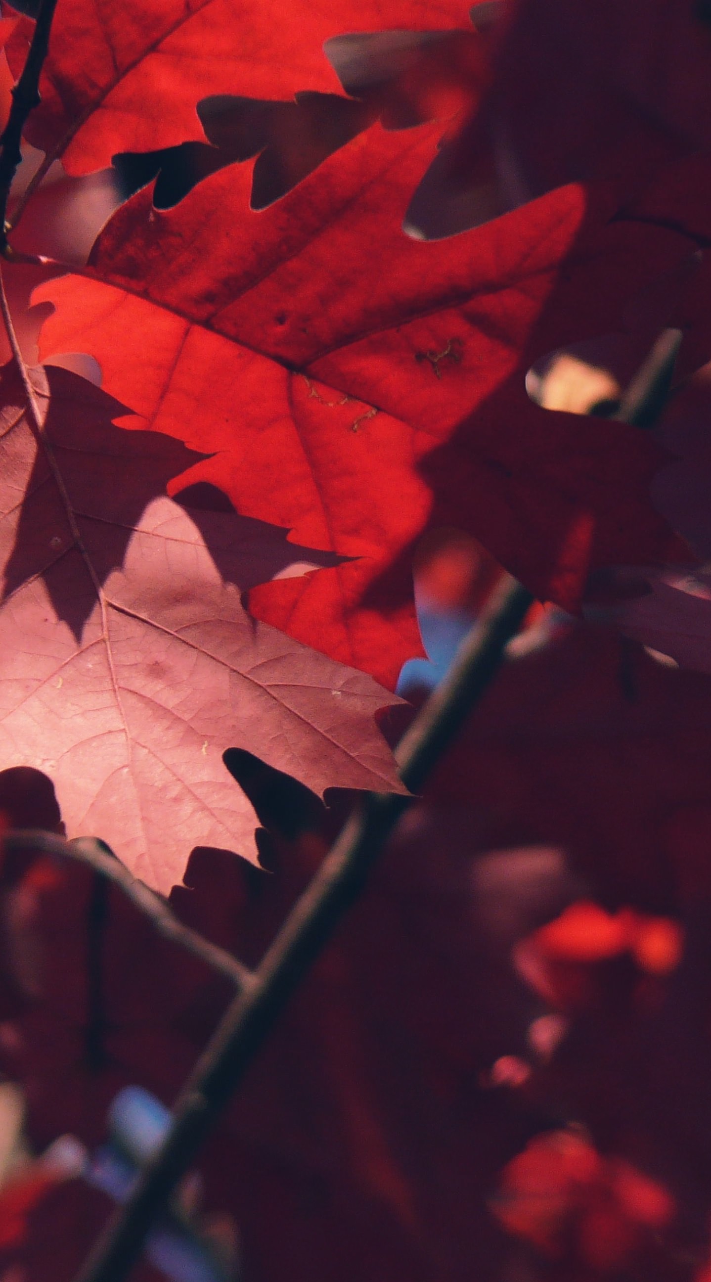 Fall colored autumn leaves wallpapers for iPhone