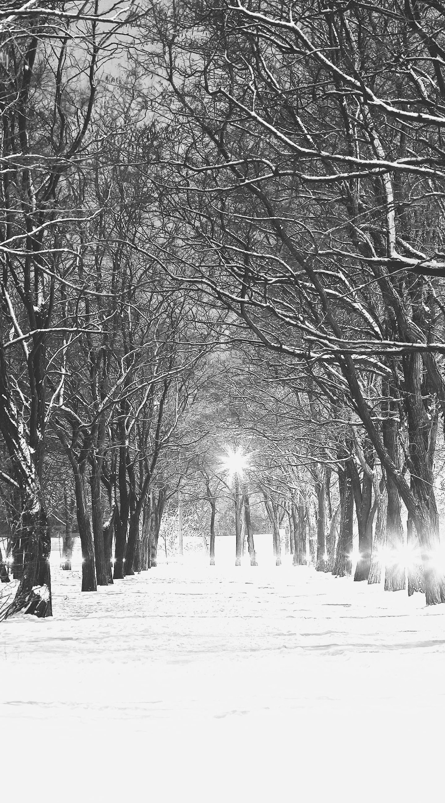 ロイヤリティフリー雪 壁紙 Iphone 最高の花の画像