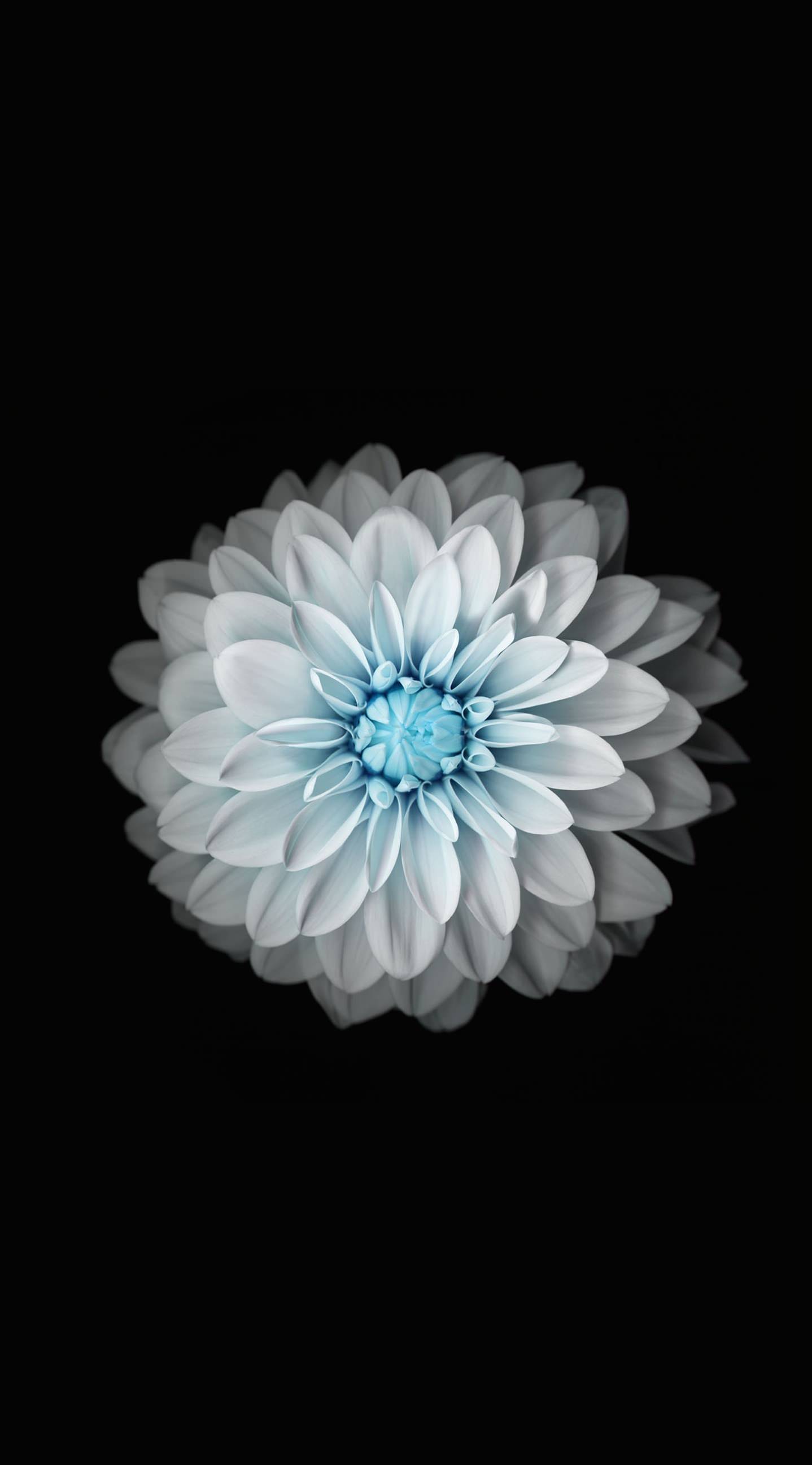 Flower black and white | wallpaper.sc iPhone6sPlus