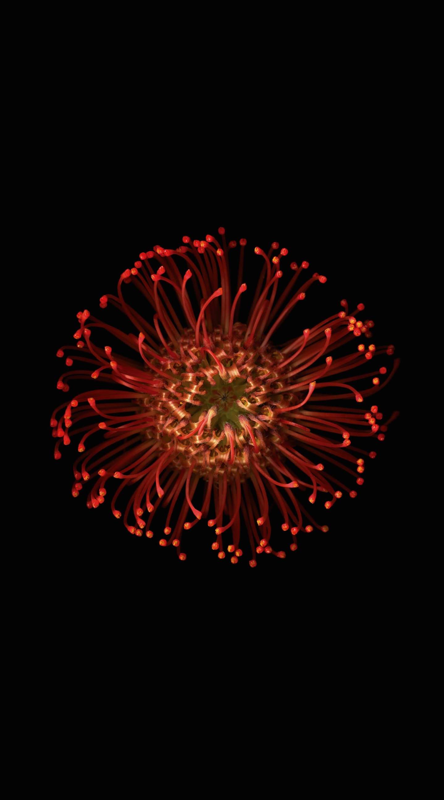 75 赤黒 壁紙 Iphone 美しい花の画像