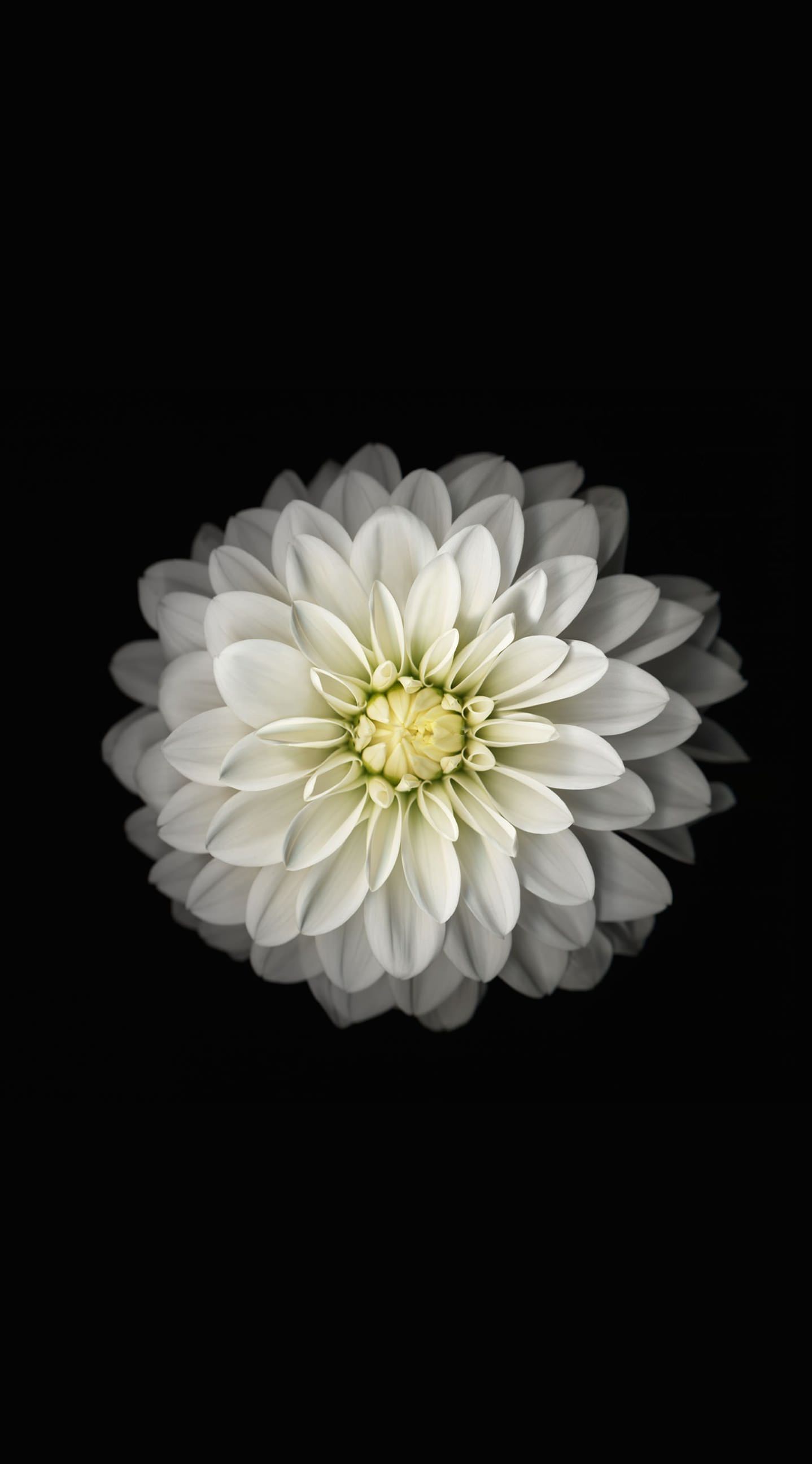 Bunga Hitam Putih Wallpaper Sc Iphone6splus