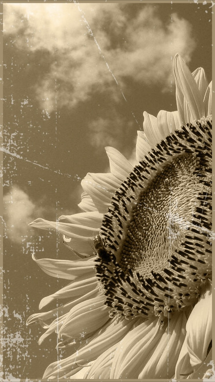 Gambar Bunga Matahari Hitam Putih