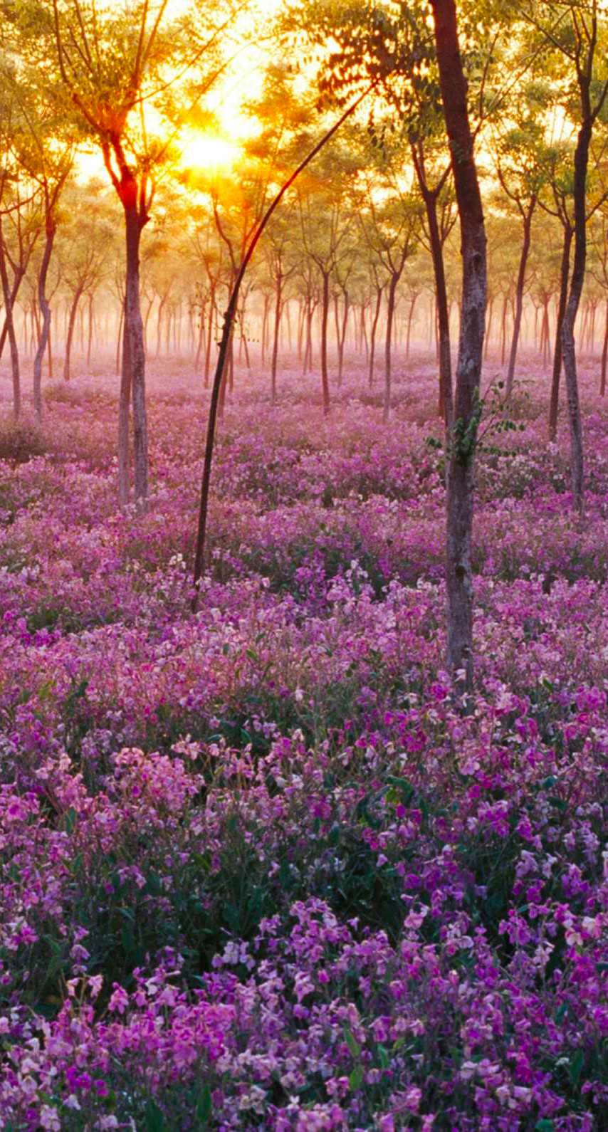 すべての美しい花の画像 トップ100 紫 花 壁紙 Iphone