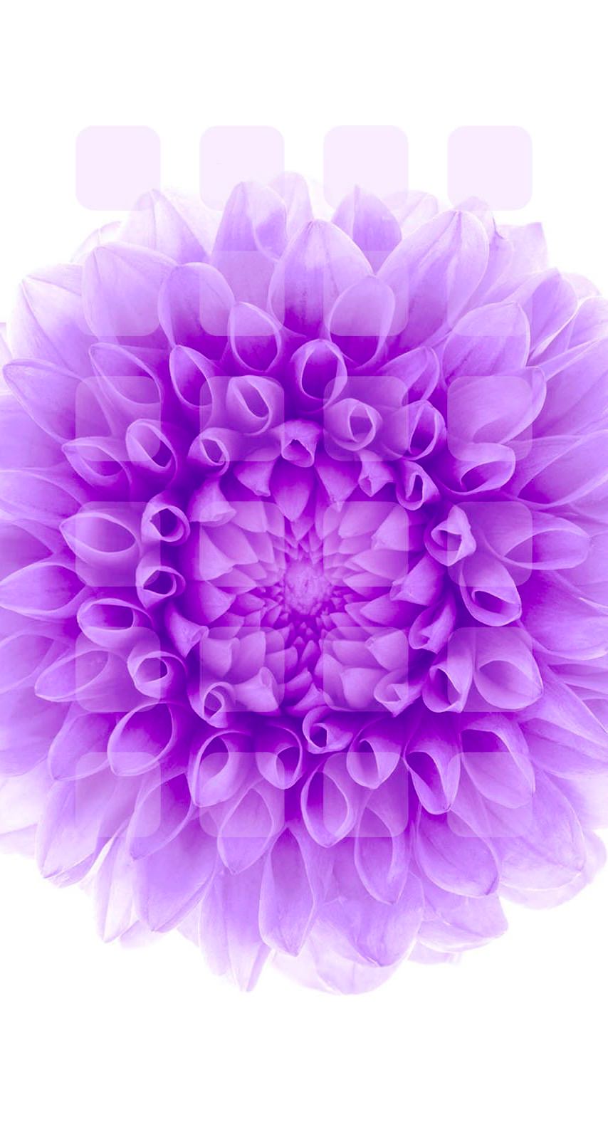Estanteria De Flores Purpura Blanca Wallpaper Sc Iphone7