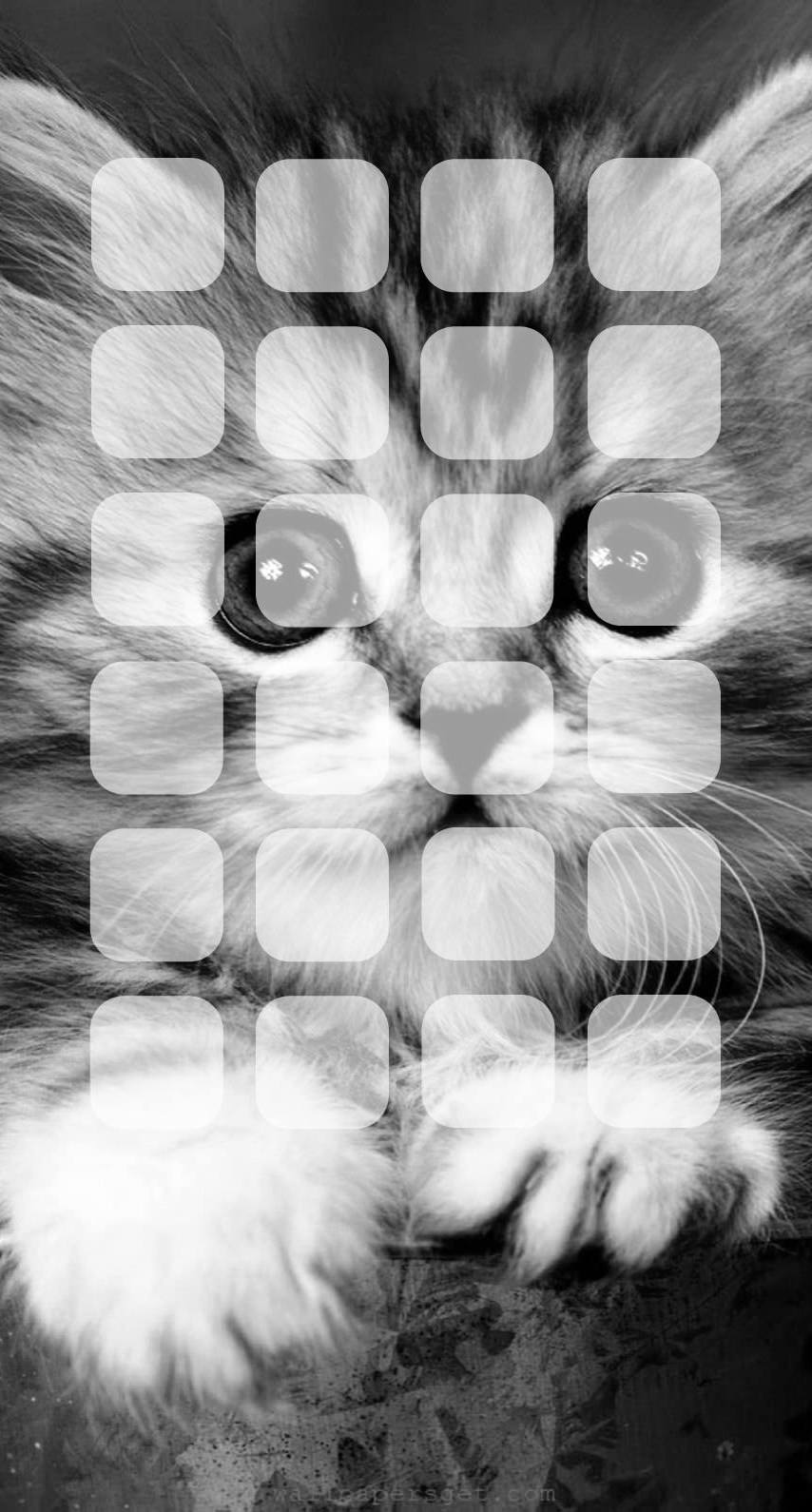 動物猫棚モノクロ Wallpaper Sc Iphone7壁紙