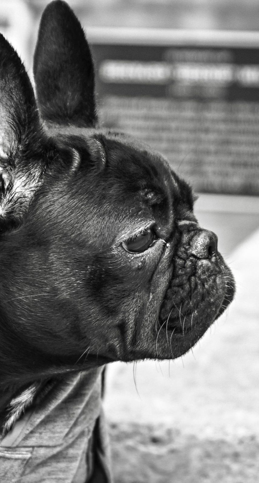 Dog Black And White Wallpaper Sc Iphone7