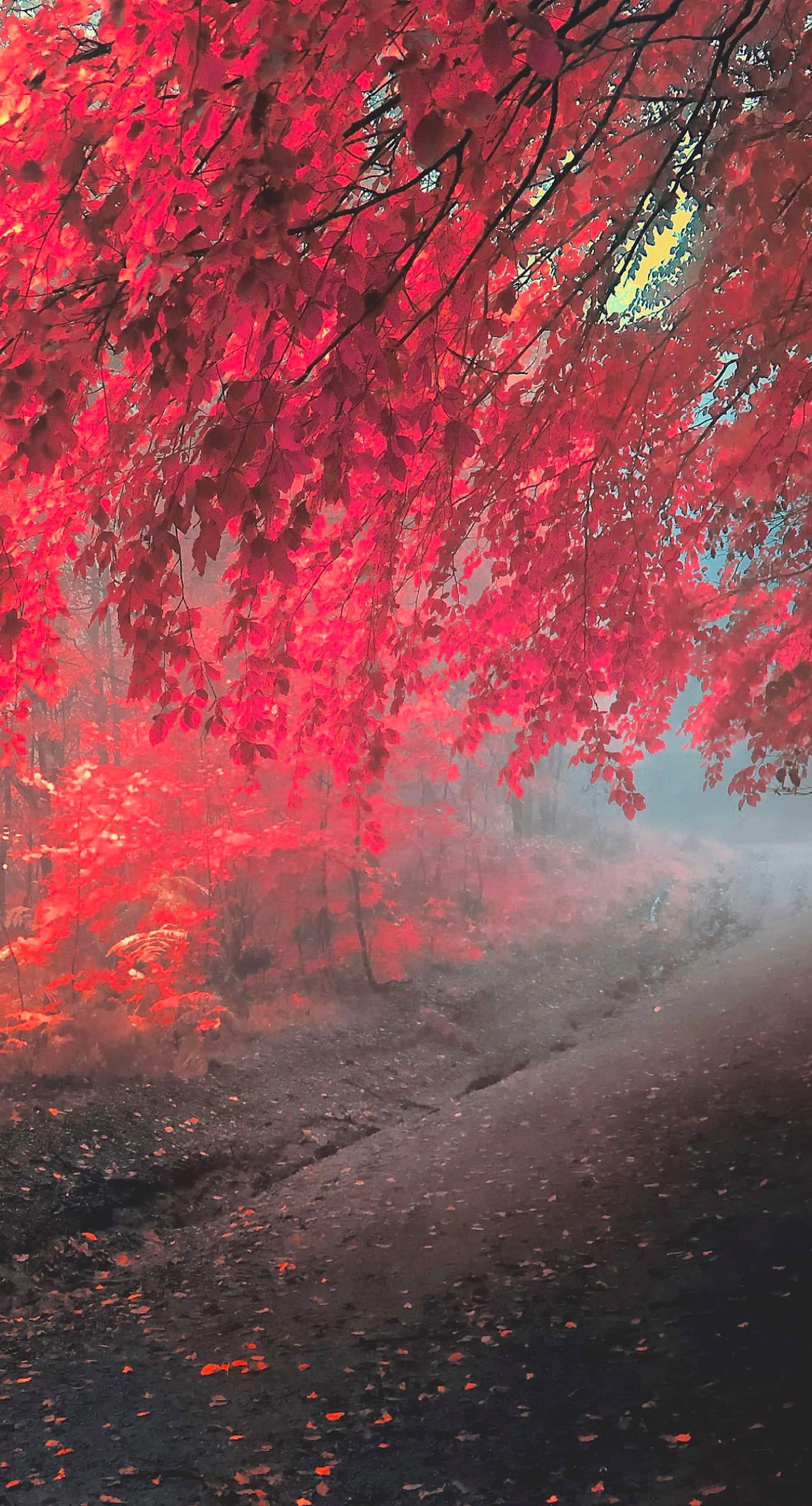  pemandangan musim gugur daun merah wallpaper sc iPhone7Plus