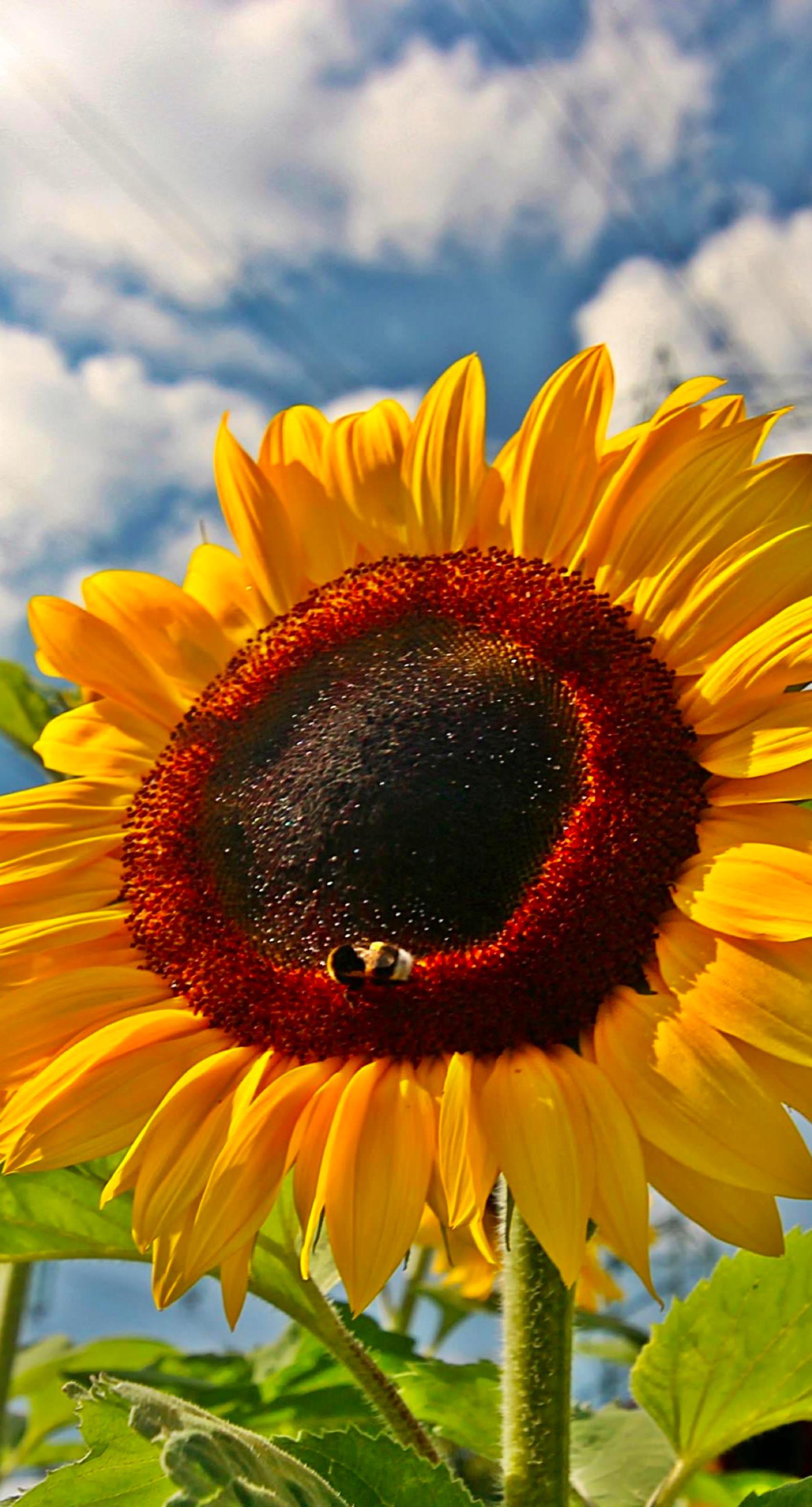 Sunflower Sky Flower Wallpapersc Iphone7plus