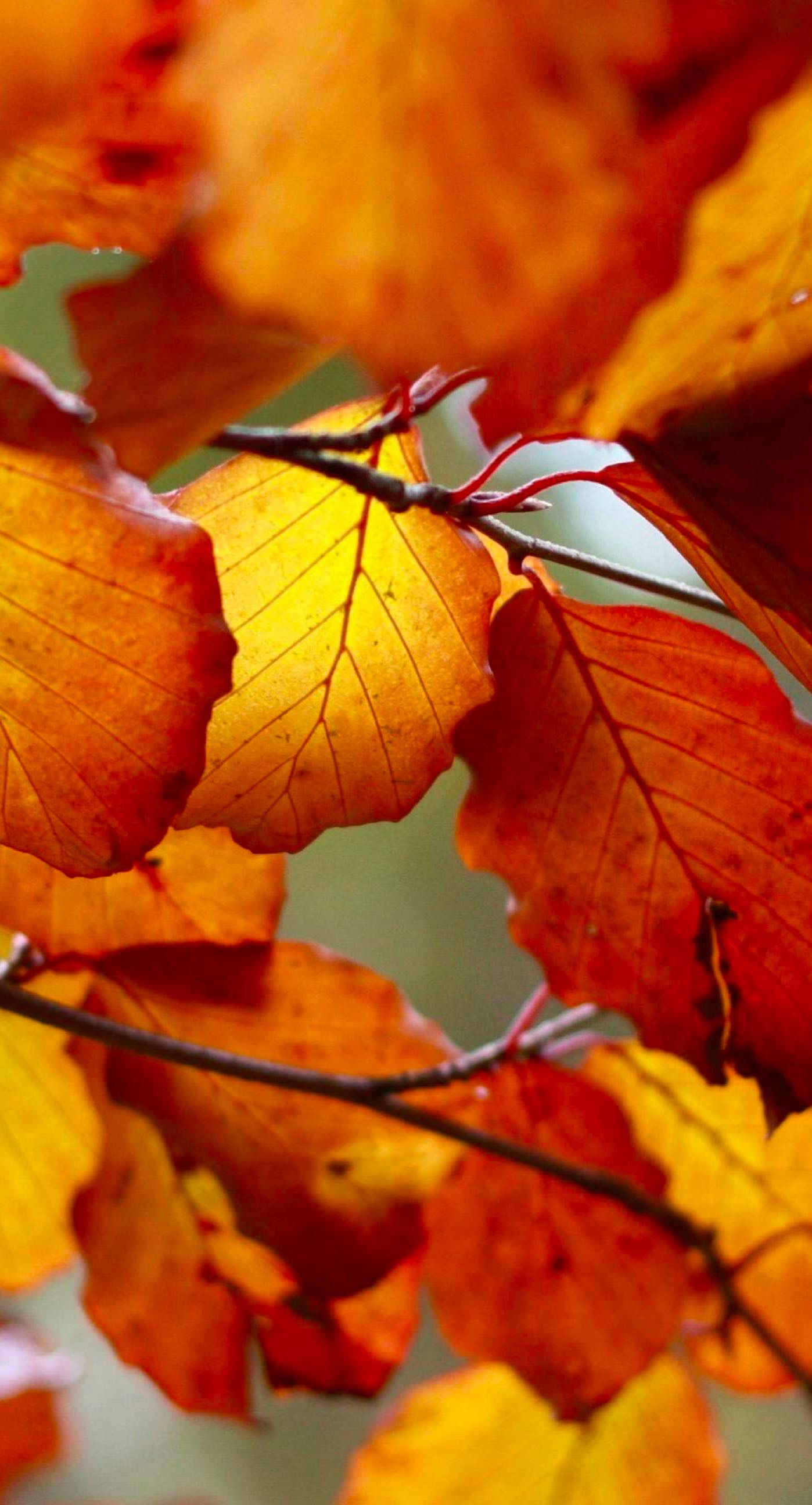Autumn Leaves Nature Wallpapersc Iphone7plus