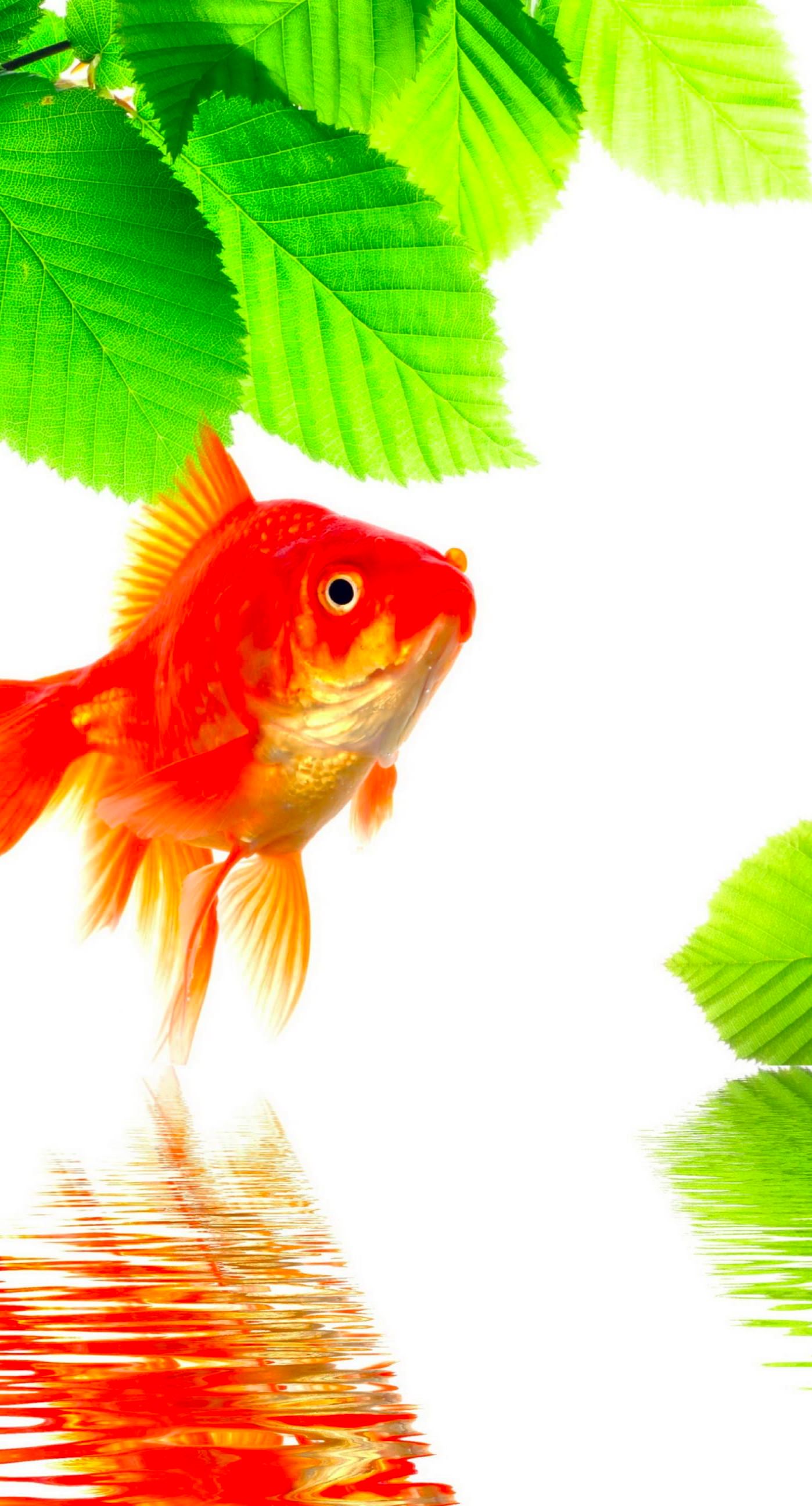 Goldfish Green Red Wallpaper Sc Iphone7plus