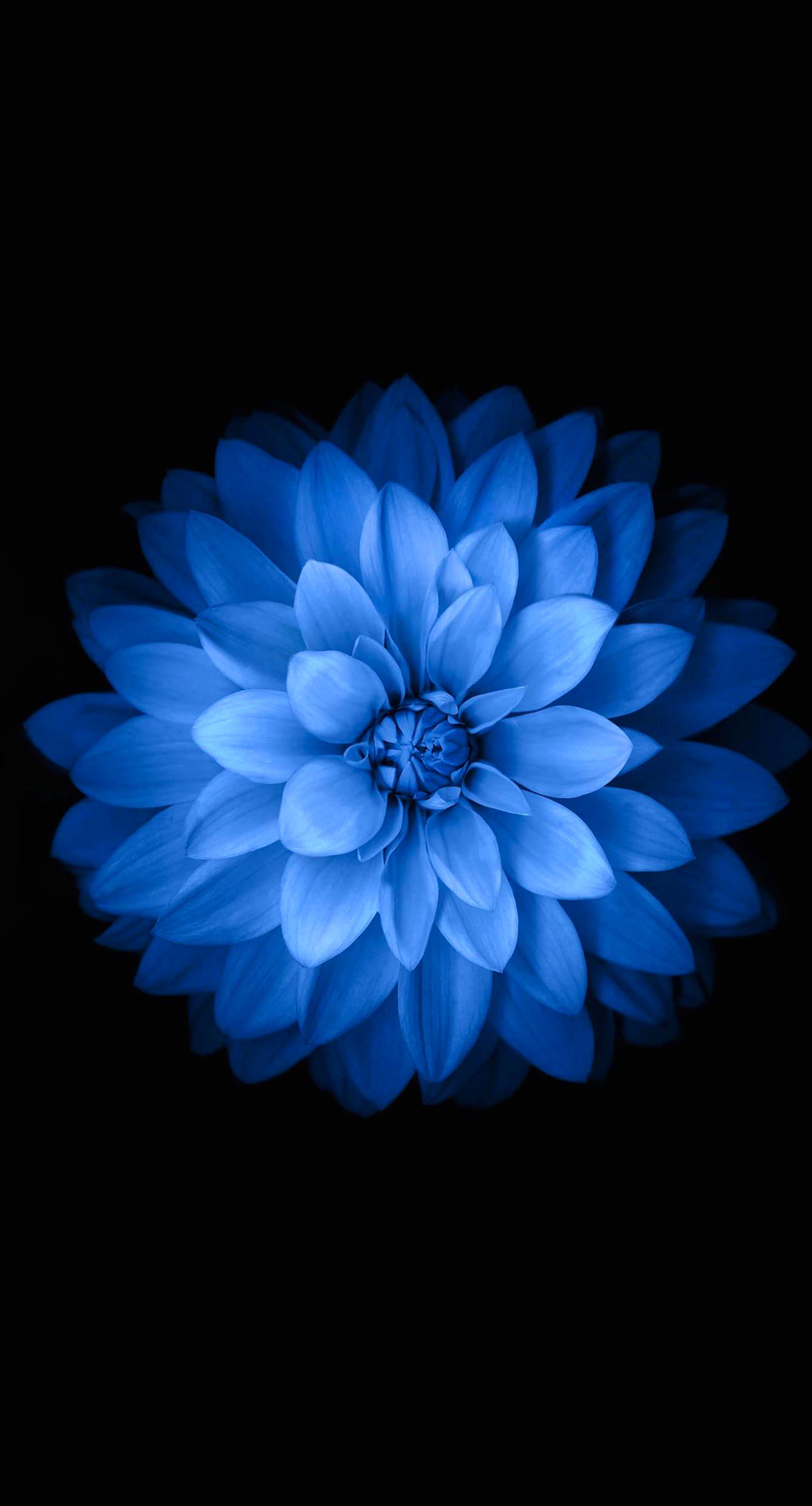 Blue Black Flower Wallpapersc Iphone7plus