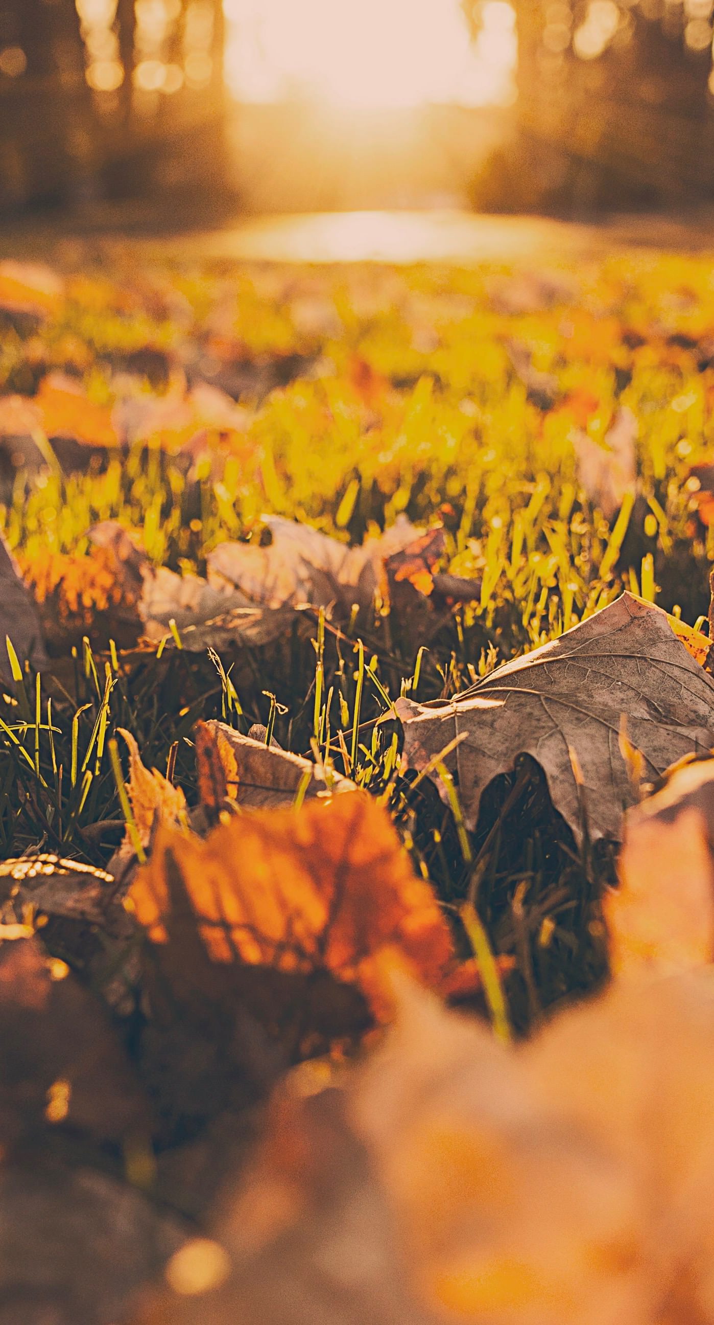 Landscape Dead Leaves Fall Blur Wallpapersc Iphone7plus