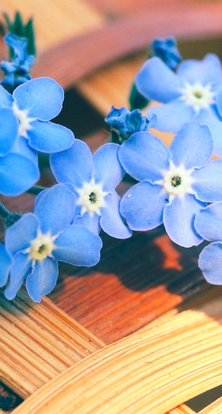 ユニークiphone 壁紙 青い花 最高の花の画像