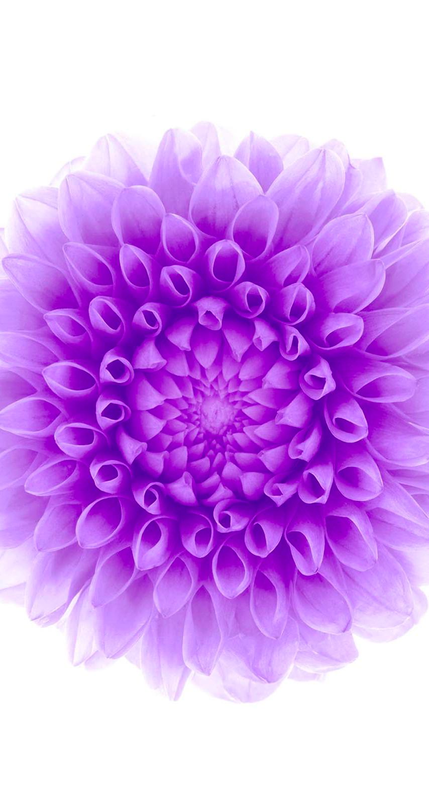 紫 花 イラスト 壁紙 Homu Interia