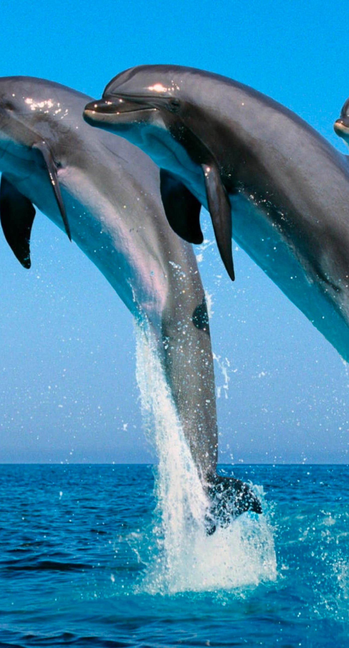 Premium AI Image  Dolphin wallpapers that are for iphone xs max