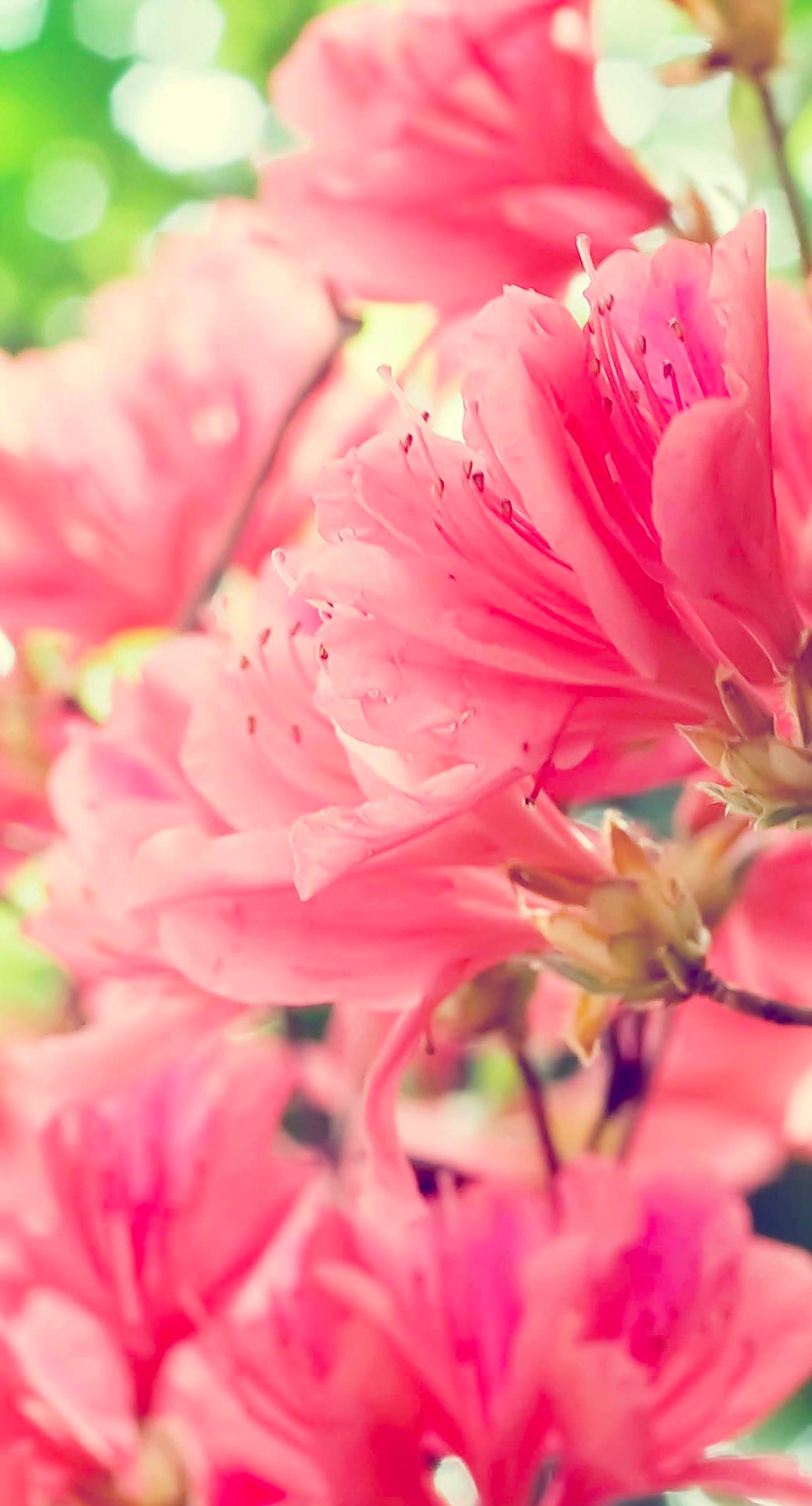 Terbaru 28 Background Bunga  Merah  Muda  Gambar  Bunga  HD