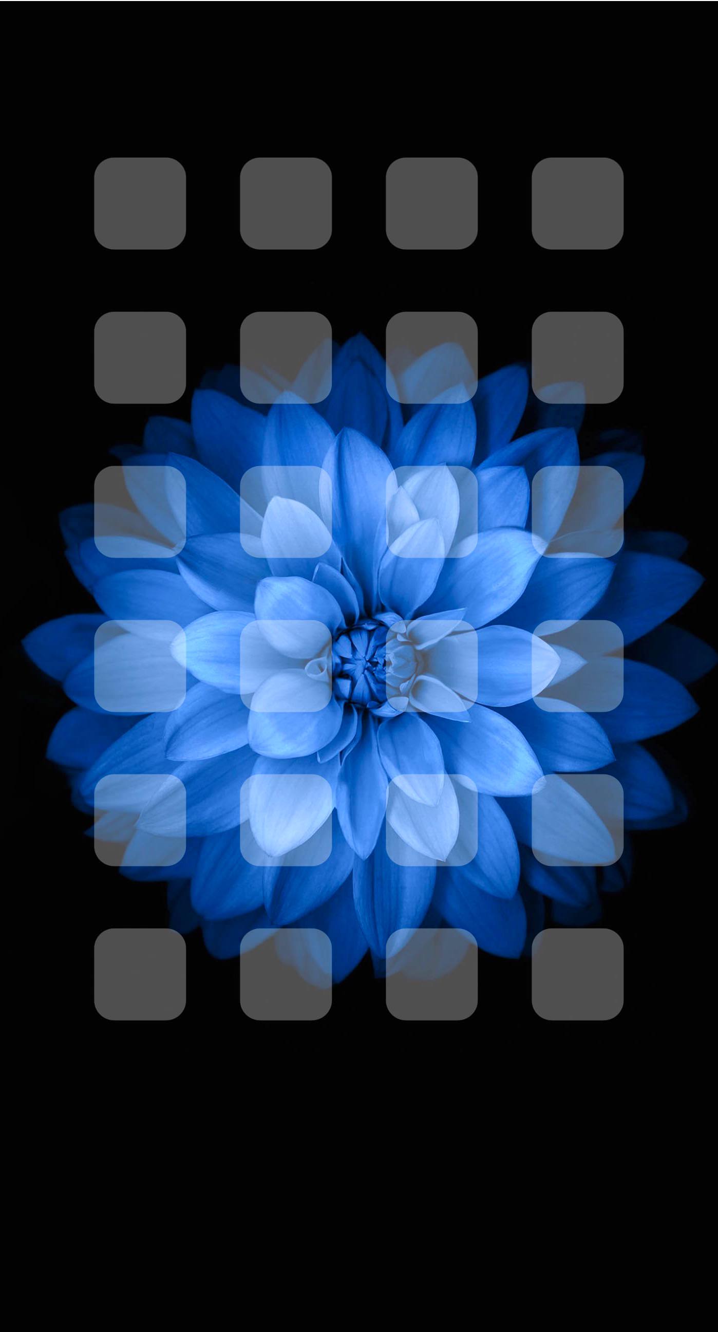 Blue Black And White Flower Shelf Wallpapersc Iphone8plus