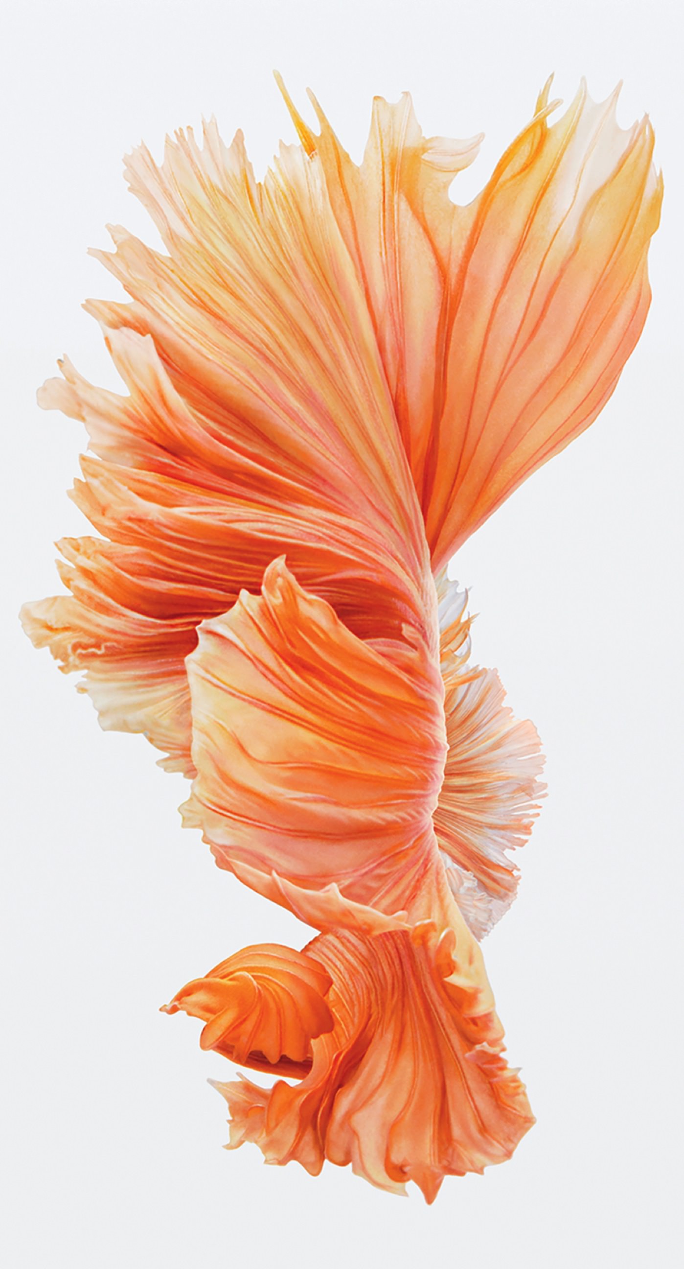 最高のiphone 壁紙 魚 美しい花の画像