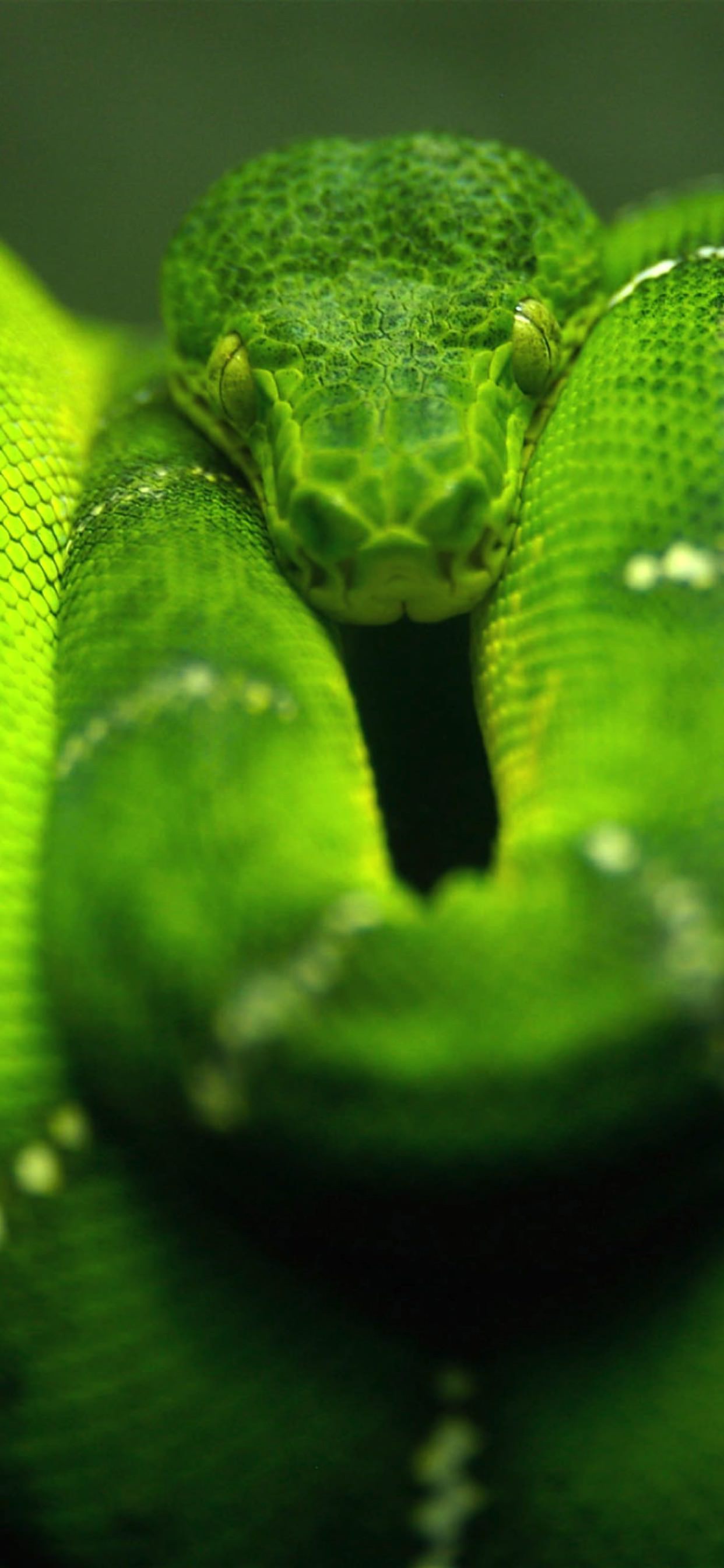 動物蛇緑 Wallpaper Sc Iphone Xs Max壁紙