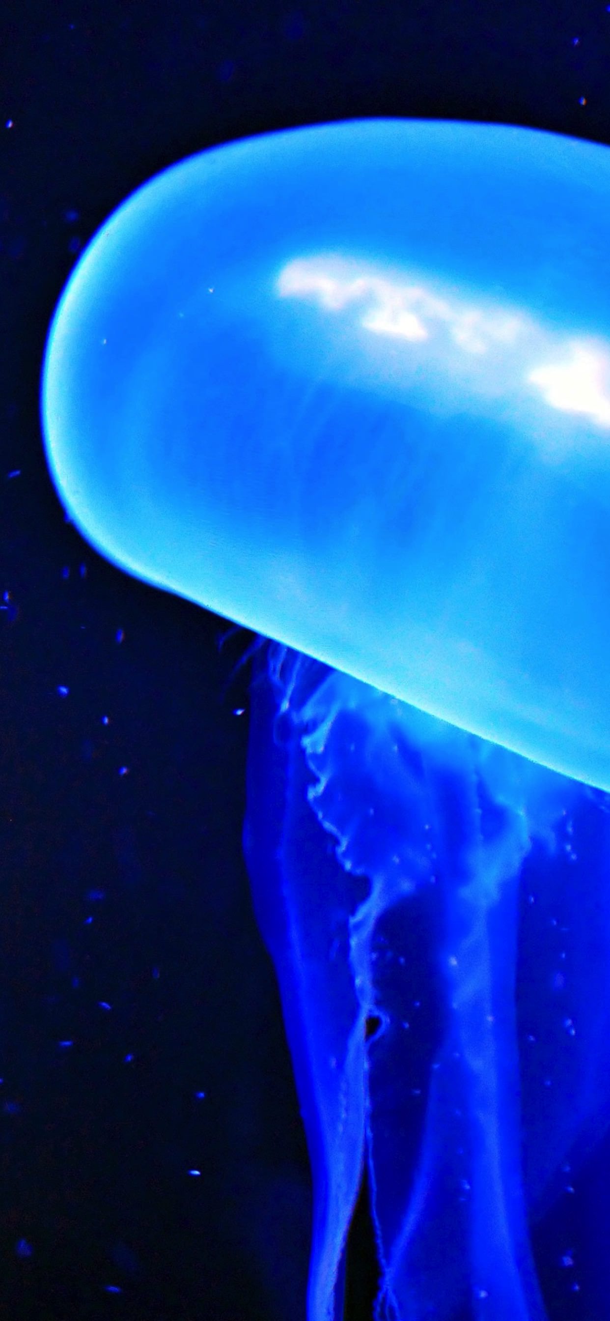 Blue Jellyfish Creatures Wallpaper Sc Iphone Xs Max