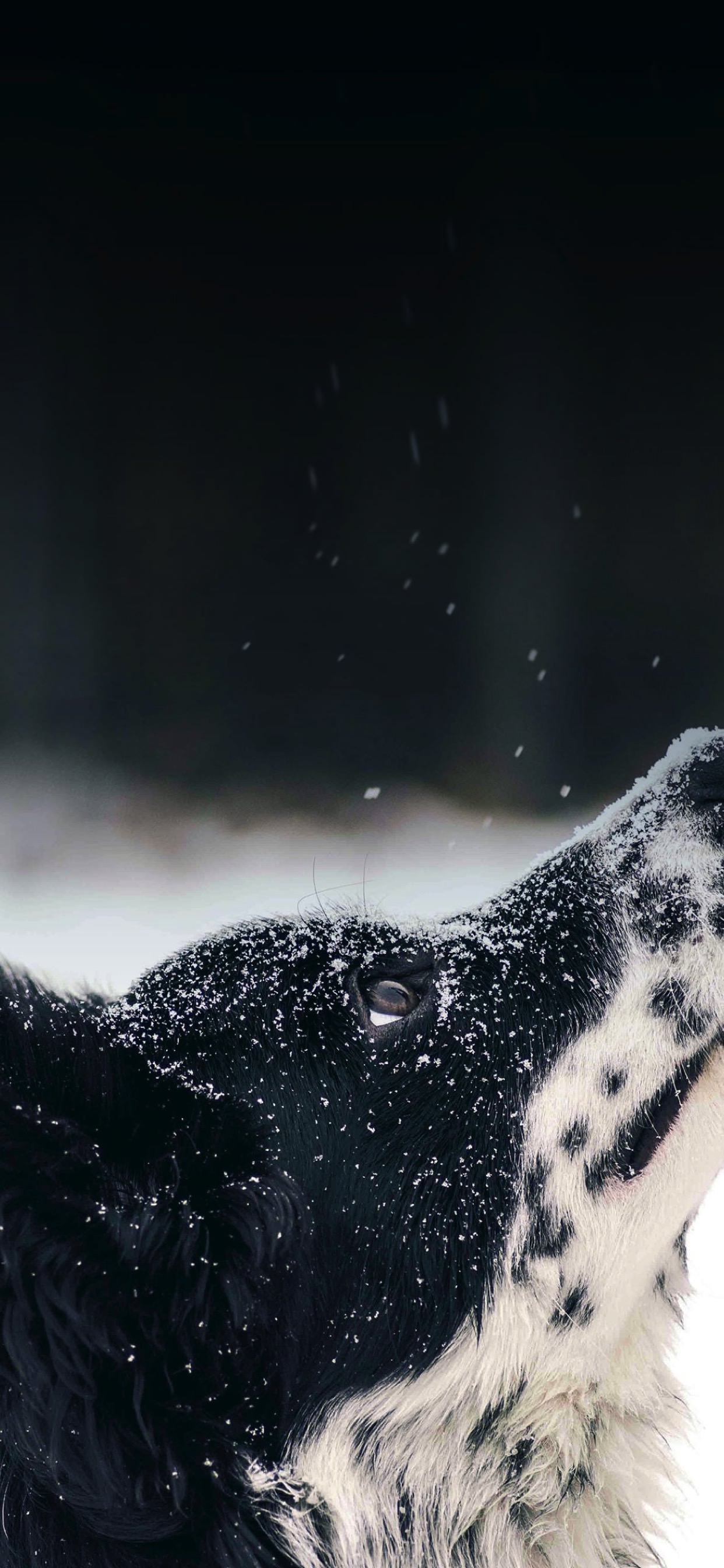 動物犬雪 Wallpaper Sc Iphone Xs Max壁紙