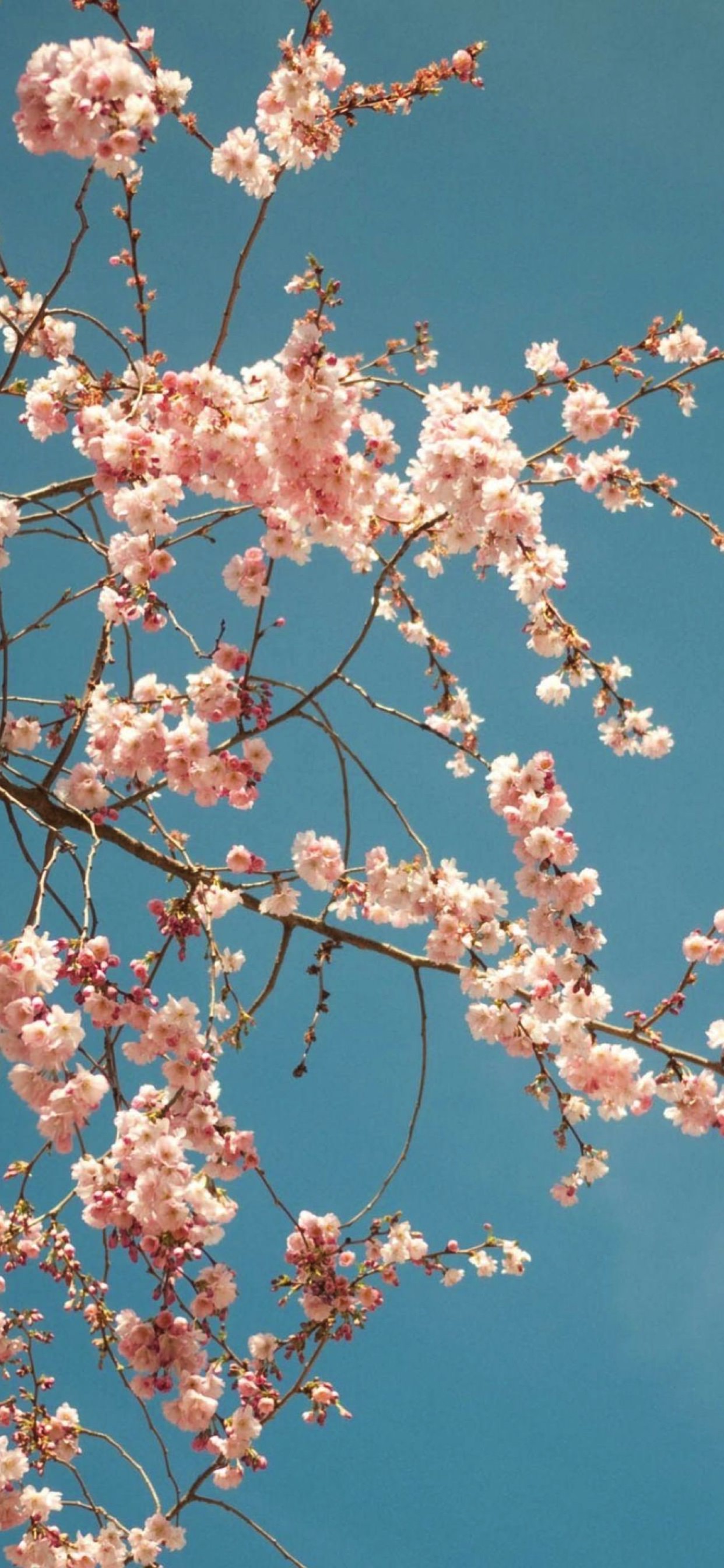 Bunga Sakura Chunt Biru Wallpaper Sc Iphone Xs Max